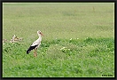 Ooievaar, White Stork, Ciconia ciconia Location: Hungary ooievaar MG 2084 kopie